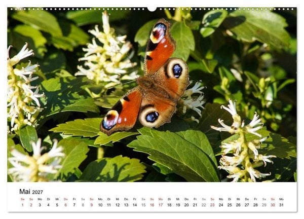 Produktbild: Paradies Naturgarten (Wandkalender 2027 DIN A2 quer), CALVENDO Monatskalender
