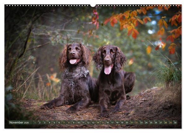 Produktbild: Jagdhund im Portrait - Deutsch Langhaar (Wandkalender 2026 DIN A2 quer), CALVENDO Monatskalender