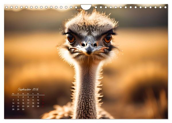 Produktbild: Afrikas vielf&auml;ltige Vogelwelt (Wandkalender 2026 DIN A4 quer), CALVENDO Monatskalender