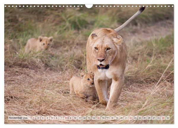 Produktbild: Emotionale Momente: Liebenswerte L&ouml;wenbabys (Wandkalender 2026 DIN A3 quer), CALVENDO Monatskalender
