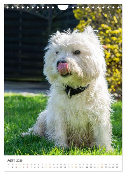 Produktbild: Der Westie - Portrait eines West Highland White Terriers (Wandkalender 2026 DIN A4 hoch), CALVENDO Monatskalender
