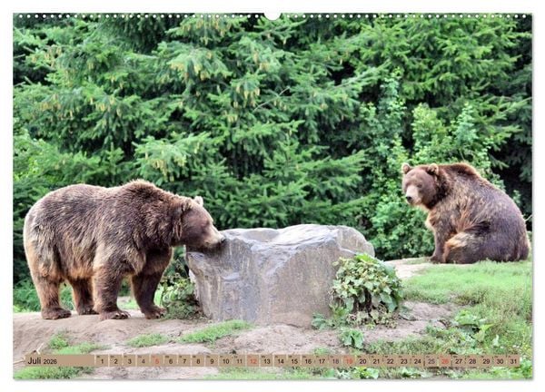 Produktbild: B&auml;ren - Der Eisb&auml;r und der Kamtschatka-Braunb&auml;r (hochwertiger Premium Wandkalender 2026 DIN A2 quer), Kunstdruck in Hochglanz