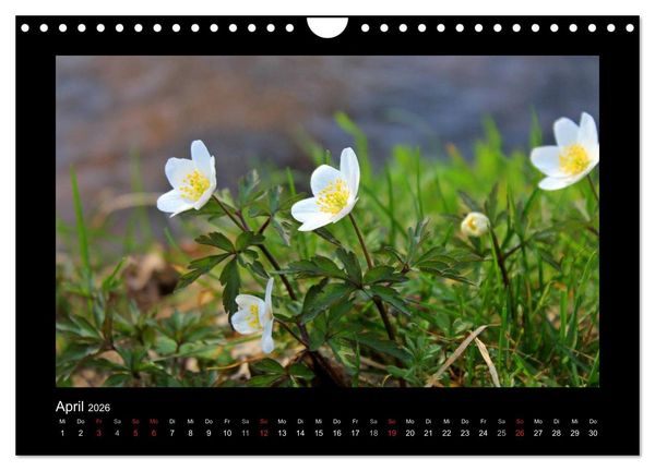 Produktbild: Landschaft Teufelsmoor / 2026 (Wandkalender 2026 DIN A4 quer), CALVENDO Monatskalender
