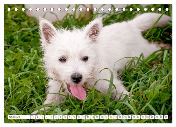 Produktbild: West Highland White Terrier - Your charming companion (Desk Calendar 2026 DIN A5 landscape), CALVENDO 12 Month DeskCalendar