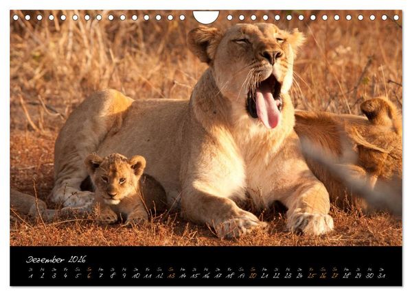 Produktbild: Wilde L&ouml;wen (Wandkalender 2026 DIN A4 quer), CALVENDO Monatskalender