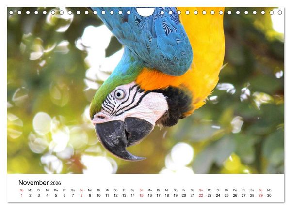 Produktbild: Papageien. Knallbunte Aras und Co. (Wandkalender 2026 DIN A4 quer), CALVENDO Monatskalender