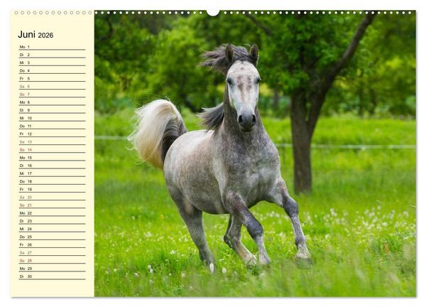 Produktbild: Traumpferd Lipizzaner (Wandkalender 2026 DIN A2 quer), CALVENDO Monatskalender