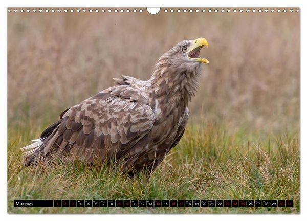 Produktbild: Seeadler in Polen (Wandkalender 2026 DIN A3 quer), CALVENDO Monatskalender