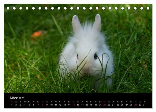 Produktbild: Meerschweinchen und Zwergkaninchen (Tischkalender 2026 DIN A5 quer), CALVENDO Monatskalender