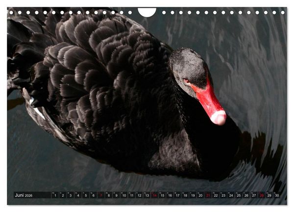 Produktbild: Tierisch gut: Wasserv&ouml;gel (Wandkalender 2026 DIN A4 quer), CALVENDO Monatskalender