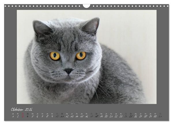 Produktbild: GRAUE ENGEL Britischkurzhaar-Katzen (Wandkalender 2026 DIN A3 quer), CALVENDO Monatskalender