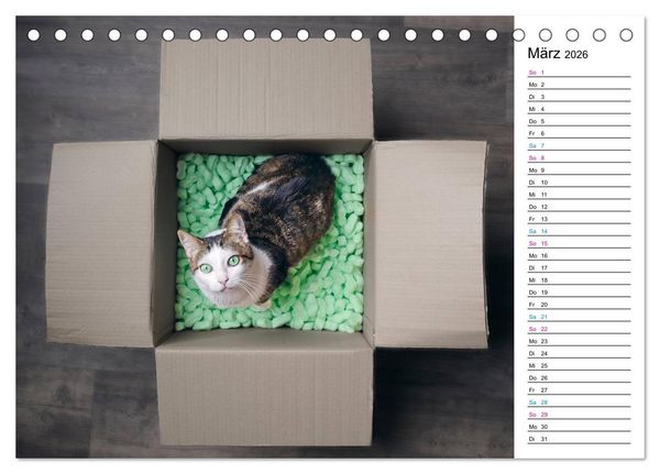 Produktbild: Karton Katzen (Tischkalender 2026 DIN A5 quer), CALVENDO Monatskalender