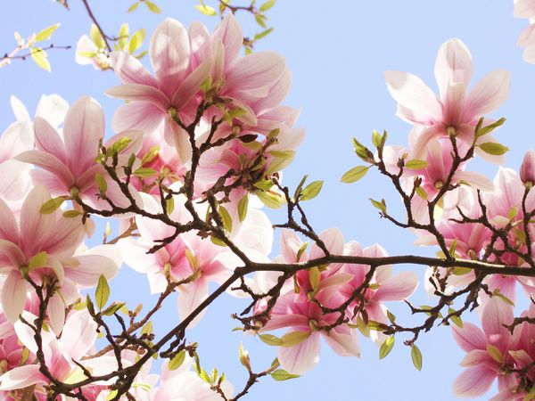 Produktbild: CALVENDO Puzzle Zarte Magnolienbl&uuml;ten 1000 Teile Lege-Gr&ouml;&szlig;e 64 x 48 cm Foto-Puzzle Bild von Gisela Kruse