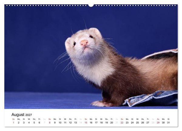 Produktbild: Frettchen - Ferrets (hochwertiger Premium Wandkalender 2027 DIN A2 quer), Kunstdruck in Hochglanz