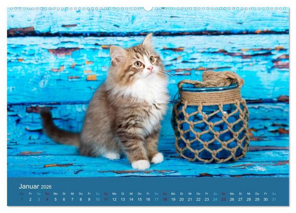 Produktbild: Verspielte Ragdolls - Sanfte Katzen in seidigem Haarkleid (Wandkalender 2026 DIN A2 quer), CALVENDO Monatskalender