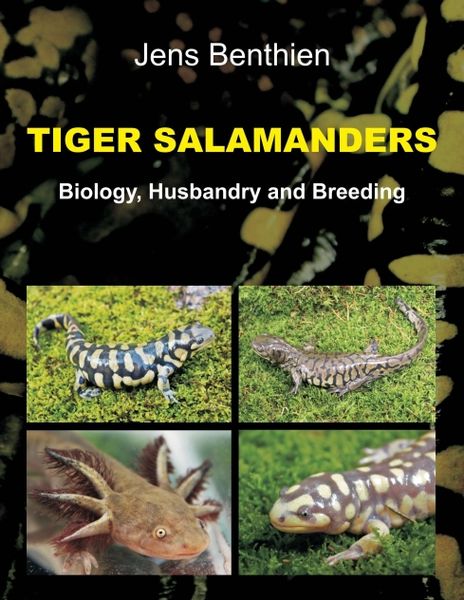 Produktbild: Tiger Salamanders