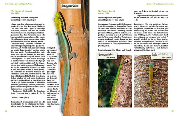 Produktbild: Taggeckos der Gattung Phelsuma