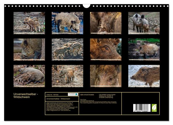 Produktbild: Unverwechselbar - Wildschwein (Wandkalender 2026 DIN A3 quer), CALVENDO Monatskalender