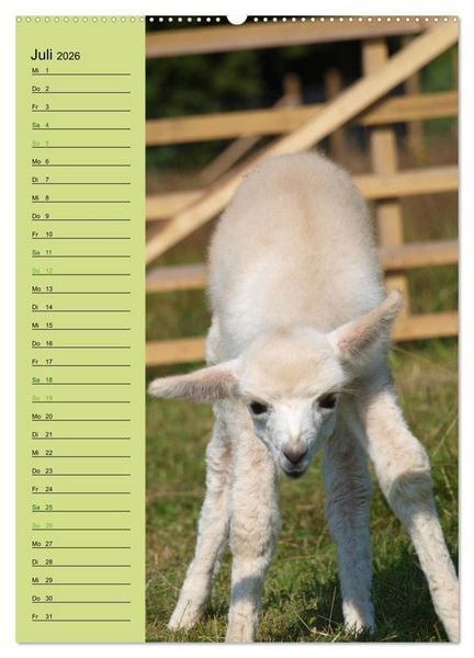 Produktbild: Alpakas zum Knuddeln gerne (Wandkalender 2026 DIN A2 hoch), CALVENDO Monatskalender