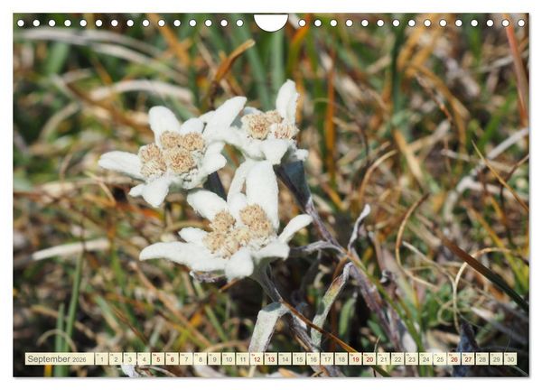 Produktbild: Edelwei&szlig; - Wahrzeichen der Alpen (Wandkalender 2026 DIN A4 quer), CALVENDO Monatskalender