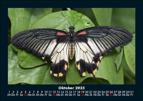 Produktbild: Bunte Pracht der Schmetterlinge 2025 Fotokalender DIN A5