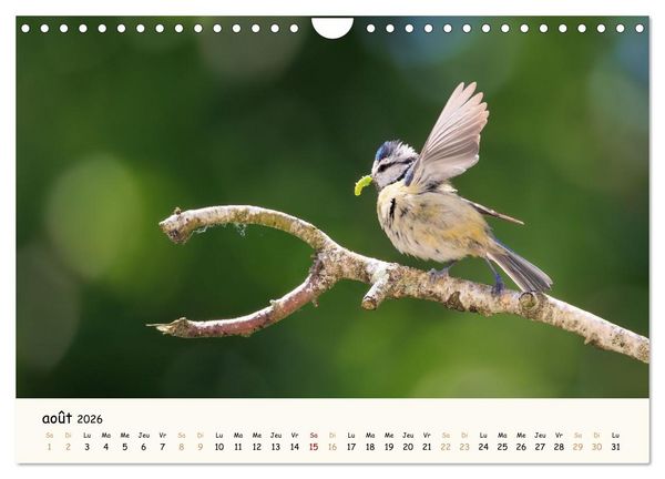 Produktbild: Chuchotements d'ailes - Une ann&eacute;e dans l'intimit&eacute; des oiseaux (Calendrier mural 2026 DIN A4 vertical), CALVENDO calendrier mensuel