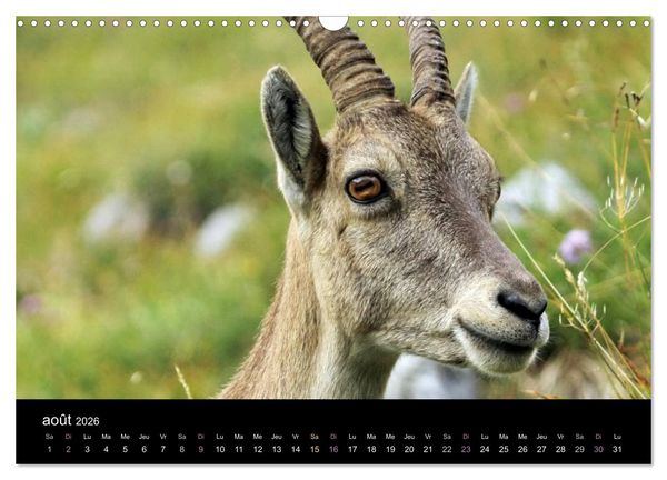 Produktbild: Bouquetins des Alpes (Calendrier mural 2026 DIN A3 vertical), CALVENDO calendrier mensuel