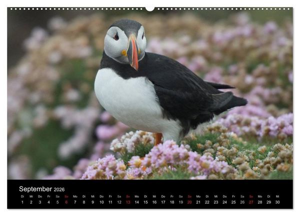 Produktbild: Papageientaucher 2026 (Wandkalender 2026 DIN A2 quer), CALVENDO Monatskalender