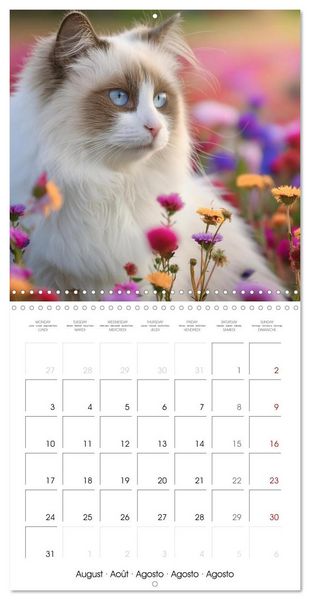 Produktbild: Beautiful Ragdolls - Cats in Nature (Wall Calendar 2026 12 &times; 12 Inch) CALVENDO 12 Month Wall Calendar