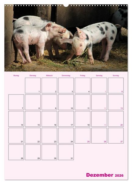 Produktbild: Schweinischer Terminplaner (hochwertiger Premium Wandkalender 2026 DIN A2 hoch), Kunstdruck in Hochglanz