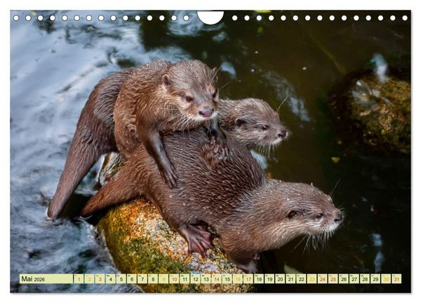 Produktbild: Fischotter - putzige Kerlchen und elegante Schwimmer (Wandkalender 2026 DIN A4 quer), CALVENDO Monatskalender