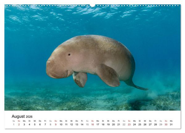 Produktbild: Highlights aus dem Meer - Tauchkalender (Wandkalender 2026 DIN A2 quer), CALVENDO Monatskalender