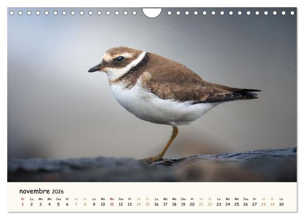 Produktbild: Esprit animal - Regards minimalistes (Calendrier mural 2026 DIN A4 vertical), CALVENDO calendrier mensuel