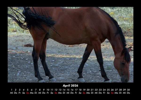 Produktbild: Pferde Kalender 2026 Fotokalender DIN A3