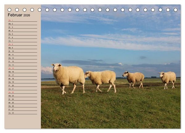 Produktbild: Schafe z&auml;hlen leicht gemacht! (Tischkalender 2026 DIN A5 quer), CALVENDO Monatskalender