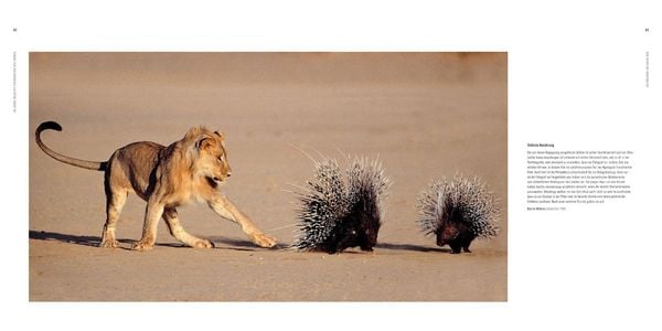 Produktbild: 60 Jahre Wildlife Fotografien des Jahres