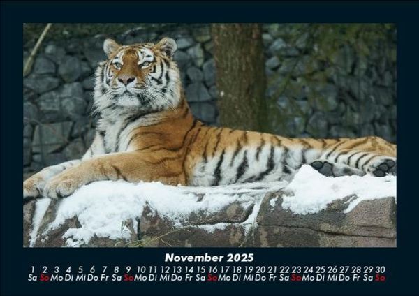 Produktbild: Tiger 2025 Fotokalender DIN A5