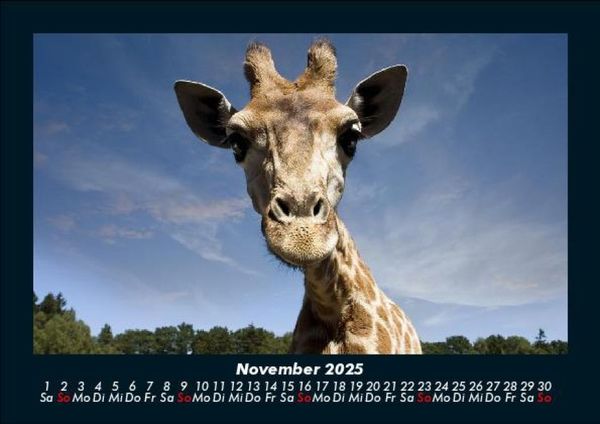 Produktbild: Welt der Tiere 2025 Fotokalender DIN A5