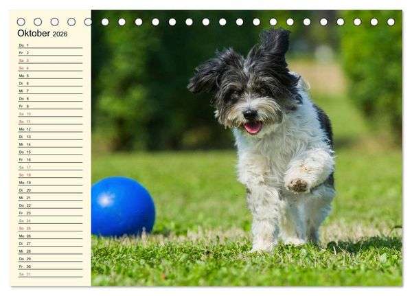 Produktbild: Havaneser - Herz auf 4 Pfoten (Tischkalender 2026 DIN A5 quer), CALVENDO Monatskalender