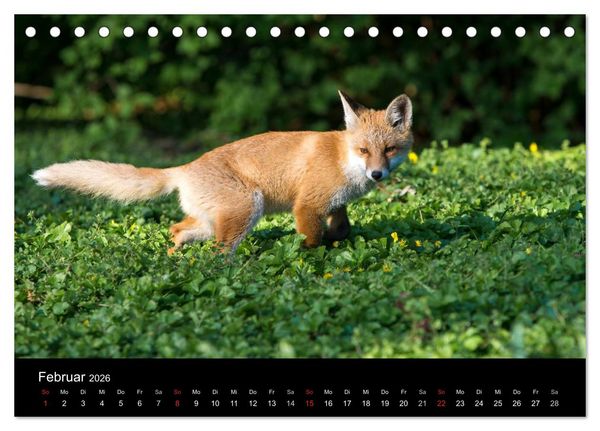 Produktbild: Joni, der kleine Fuchs (Tischkalender 2026 DIN A5 quer), CALVENDO Monatskalender