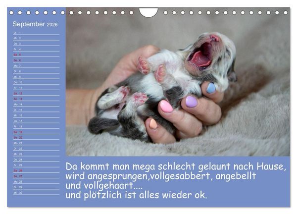 Produktbild: Drollige Tierkinder Mit Spr&uuml;chen (Wandkalender 2026 DIN A4 quer), CALVENDO Monatskalender