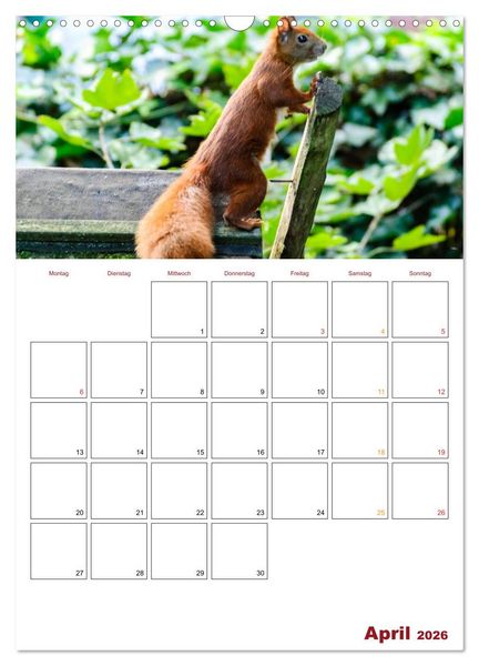 Produktbild: Eichh&ouml;rnchen Planer 2026 (Wandkalender 2026 DIN A3 hoch), CALVENDO Monatskalender