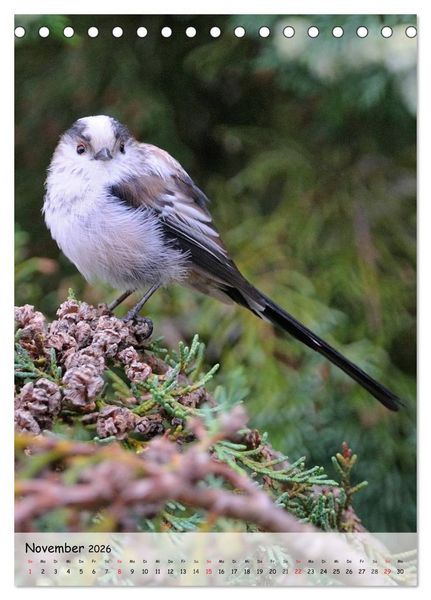 Produktbild: V&ouml;gel im heimischen Garten (Tischkalender 2026 DIN A5 hoch), CALVENDO Monatskalender