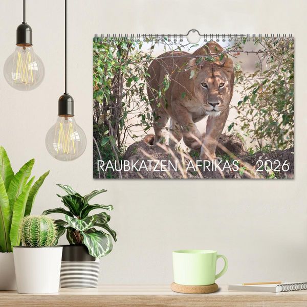 Produktbild: Raubkatzen Afrikas (Wandkalender 2026 DIN A4 quer), CALVENDO Monatskalender