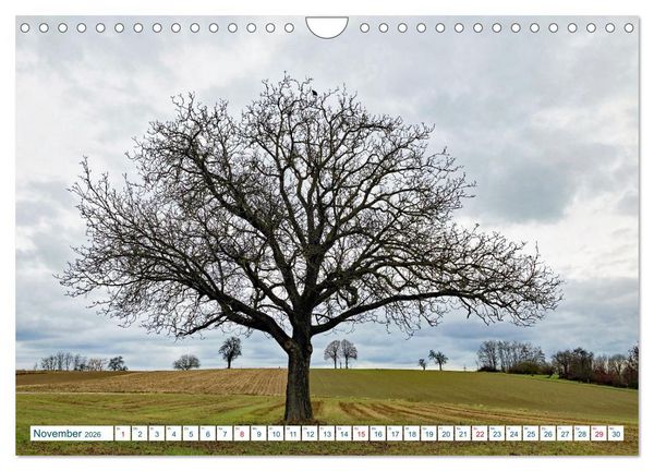 Produktbild: Ein Nussbaum von Januar bis Dezember (Wandkalender 2026 DIN A4 quer), CALVENDO Monatskalender