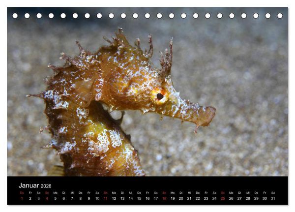 Produktbild: Bilder der Tiefe 2026 (Tischkalender 2026 DIN A5 quer), CALVENDO Monatskalender