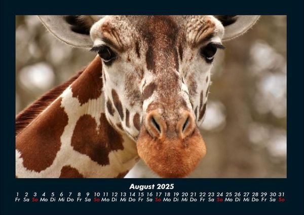 Produktbild: Giraffen 2025 Fotokalender DIN A4