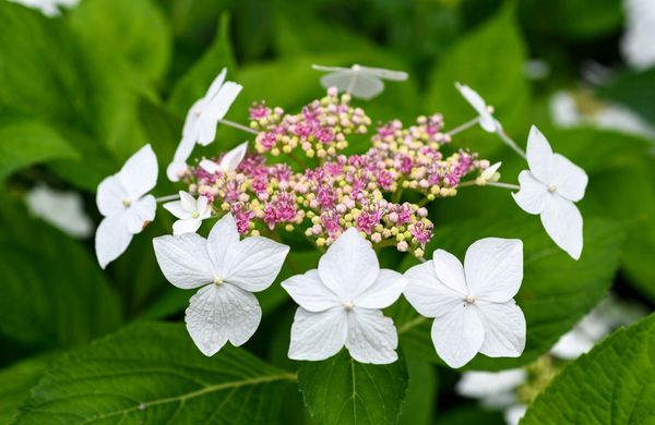 Produktbild: Hydrangeas