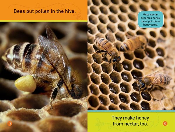 Produktbild: Buzz, Bee! (National Geographic Kids Readers, Pre-Reader)