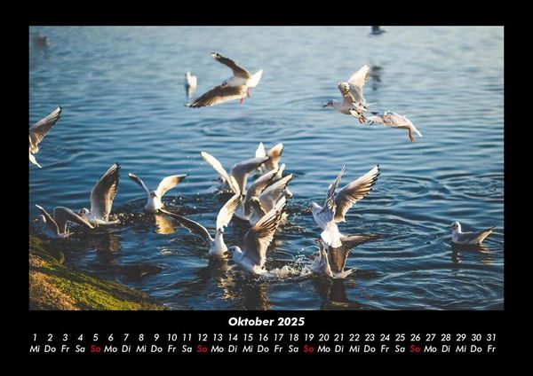 Produktbild: M&ouml;wen 2025 Fotokalender DIN A3